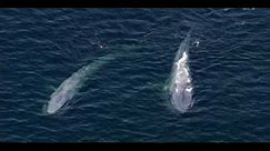 Blue Whale - the largest animal ever to have existed