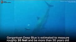 Deep Blue, one of world's largest great white sharks, possibly spotted off Hawaii