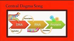 DNA Song (to What Do You Mean?)