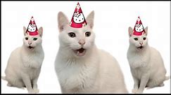 HAPPY BIRTHDAY FROM THE CATS