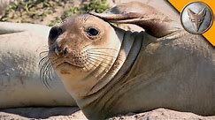 Elephant Seal Research Mission!