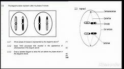 MEIOSIS EXAM QUESTIONS AND ANSWERS||GRADE 12 LIFE SCIENCES