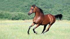 20 Popular Horse Breeds From Around the World