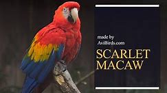 Scarlet Macaw [Ara Macao]