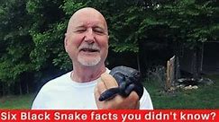 Six facts about the Black Rat Snake you may not know!