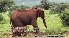Rare elephant twins born in Kenyan National Reserve