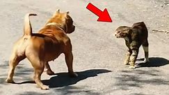 The Bravest Cat Caught on Camera Defeating Dogs