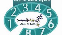 The Citric Acid Cycle: An Overview