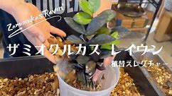 【ザミオクルカス】《黒葉レイヴン》園芸ビギナー必見、適正な植替え時期と方法