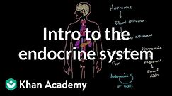 Intro to the endocrine system | Health & Medicine | Khan Academy