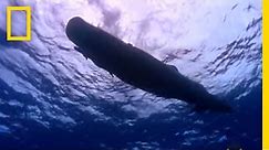 Sperm Whale Diving | National Geographic