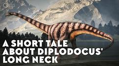 A Short Tale About Diplodocus' Long Neck