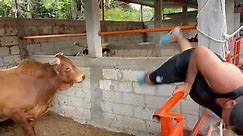 Salte coch0!!!! Salte!!!! #Humor #Viral #Toro | Herencia De Rancho HR