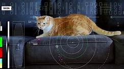NASA laser beams cat video from deep space back to Earth