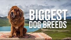 5 Of The BIGGEST Dog Breeds In The World