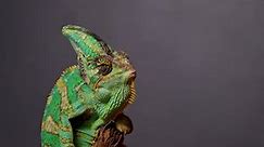 Veiled Chameleon Chamaeleo Calyptratus Catching Food with Tongue in Super Slow Motion