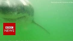 Great white shark tries to eat camera - BBC News