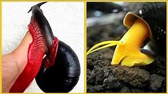 13 Most Beautiful Snails in the World || Spectacular Snail Species