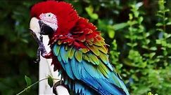 Interesting facts about green winged macaw by weird square