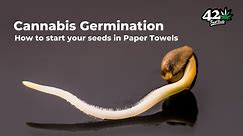 How to Germinate Autoflower Cannabis Seeds - Episode 2: Sprout Marijuana with the Paper Towel Method