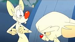 Pinky and the Brain [2020] [Intro]