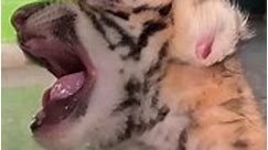 Fifth Bengal tiger born in Cuban zoo