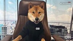 ¿Quién es el perro detrás de Doge y por qué es una celebridad en instagram?