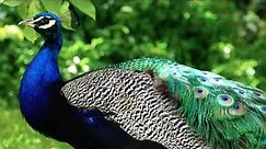 🦚 💗 🍀 Peacock 🍀 💗 🦚 मोर طاووس 🦚 one of the most beautiful birds by ani male