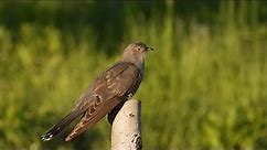 Ptice Hrvatske - Kukavica, mužjak (Cuculus canorus) (Birds of Croatia - Cuckoo, male) (1/3)