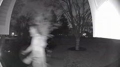 Person Runs Off With Entire Tree And A Lightbulb