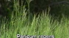 torpedograss (Panicum repens)