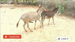 Donkey of Dasert traditional Donkey
