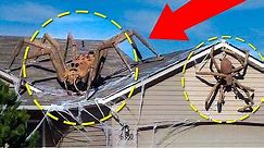 Real Giant Spiders Caught On Camera & Spotted In Real Life!