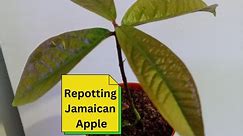 Repotting Jamaican Apple
