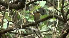 Female Rufous bellied Niltava in Himalayas - video Dailymotion