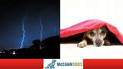 5 Tips To Calm A Dog That's Afraid of Thunder or Fireworks
