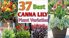 37 Canna Lily Varieties | Canna Lily Flower Plant types | Plant and Planting