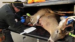 'Zombie deer' destined for Nevada invasion
