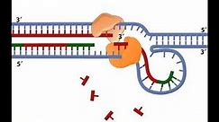 Leading Strand and Lagging Strand in DNA replication