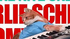 Keyboard Cat meme art show!!! Please join!!!