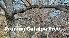 Removing broken and crossing branches from a catalpa tree. | Garden Ideas & Outdoor Living