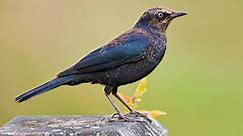 Rusty Blackbird Identification, All About Birds, Cornell Lab of Ornithology