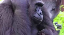 Baby gorilla hugs mom during debut at Dallas Zoo