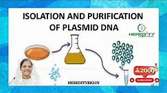 Plasmid DNA Isolation।Alkaline lysis method । Heredity Biosciences
