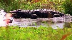 Crocodile Moments