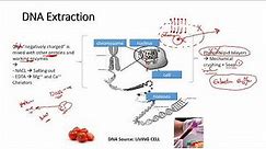 DNA Extraction (theoretical) - أساسيات استخراج ال DNA