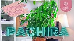 Pachira wodna - efektowna roślina dobra dla początkujących. Jak pielęgnować i dbać o Pachirę?