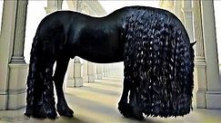 Rarest Horses in the World