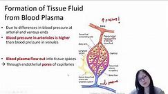 Chapter 8.1b - Blood Plasma vs Tissue Fluid | Cambridge A-Level 9700 Biology