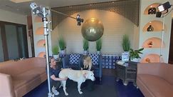 Animal chiropractic care gaining popularity with pet owners